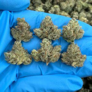 BREAKDOWN GORILLA GLUE SMALLS - JL209GS