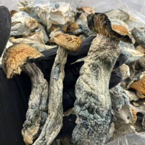 Killer Gorilla Mushrooms
